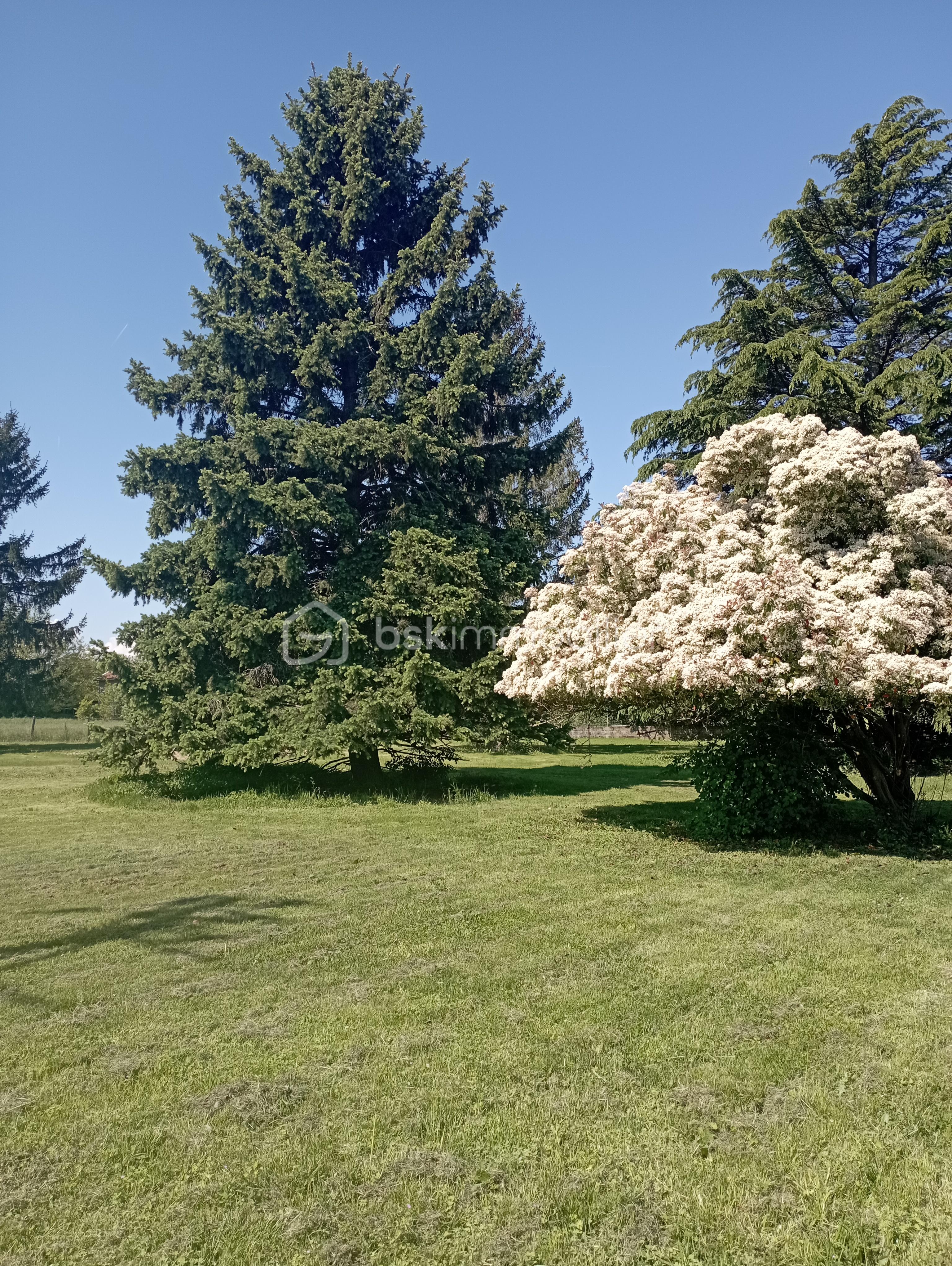 Phoetinea en fleurs.jpg