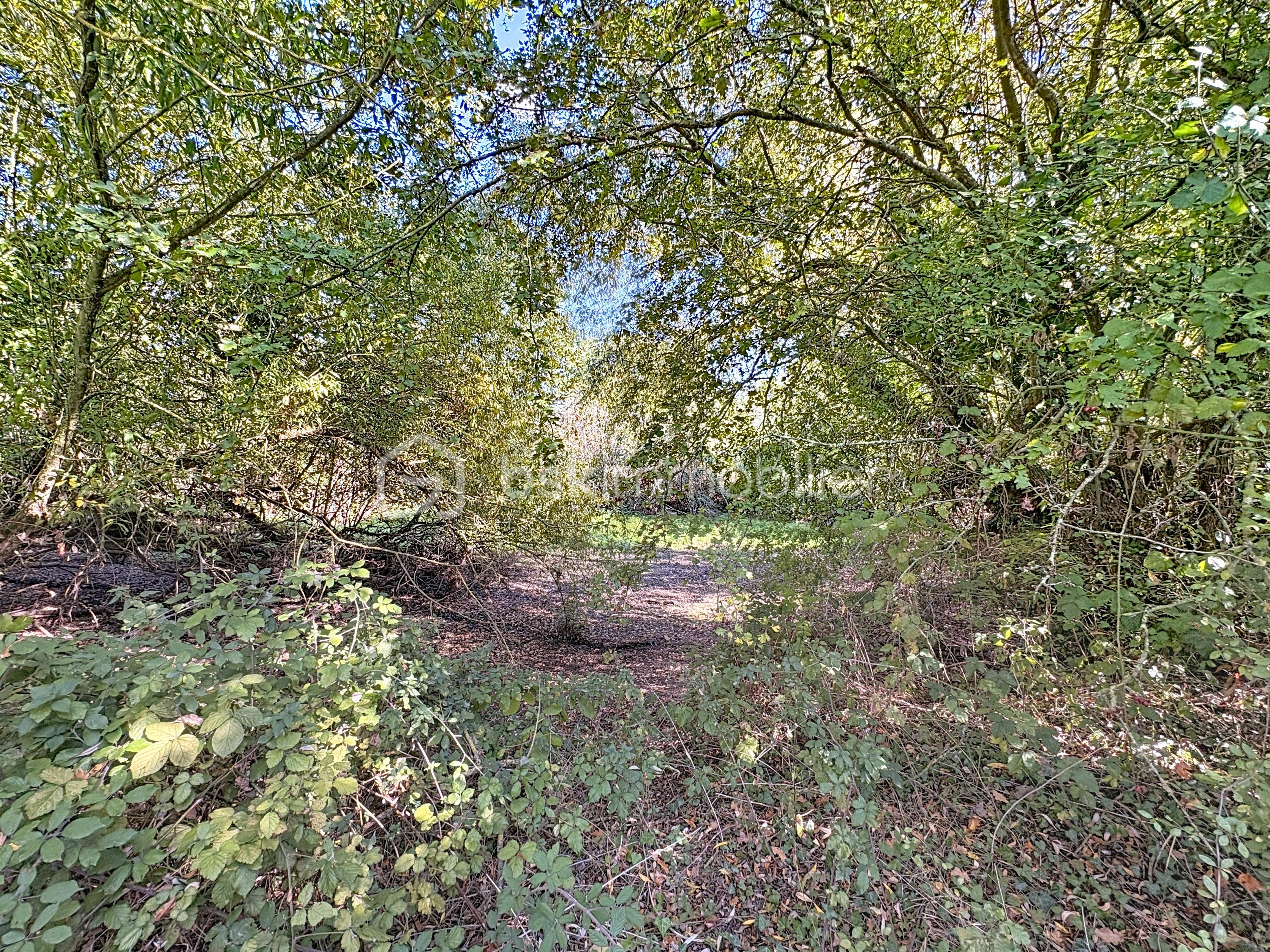 Terrain de 7 991 m² - terrain_00006.jpg