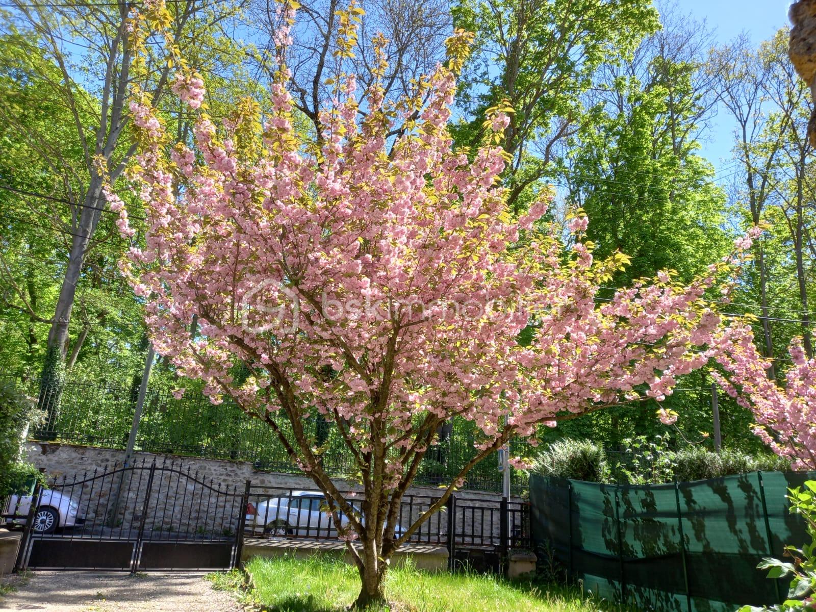 Maison de 86 m² - PHOTO 1 ARBRE FLEURI.JPG