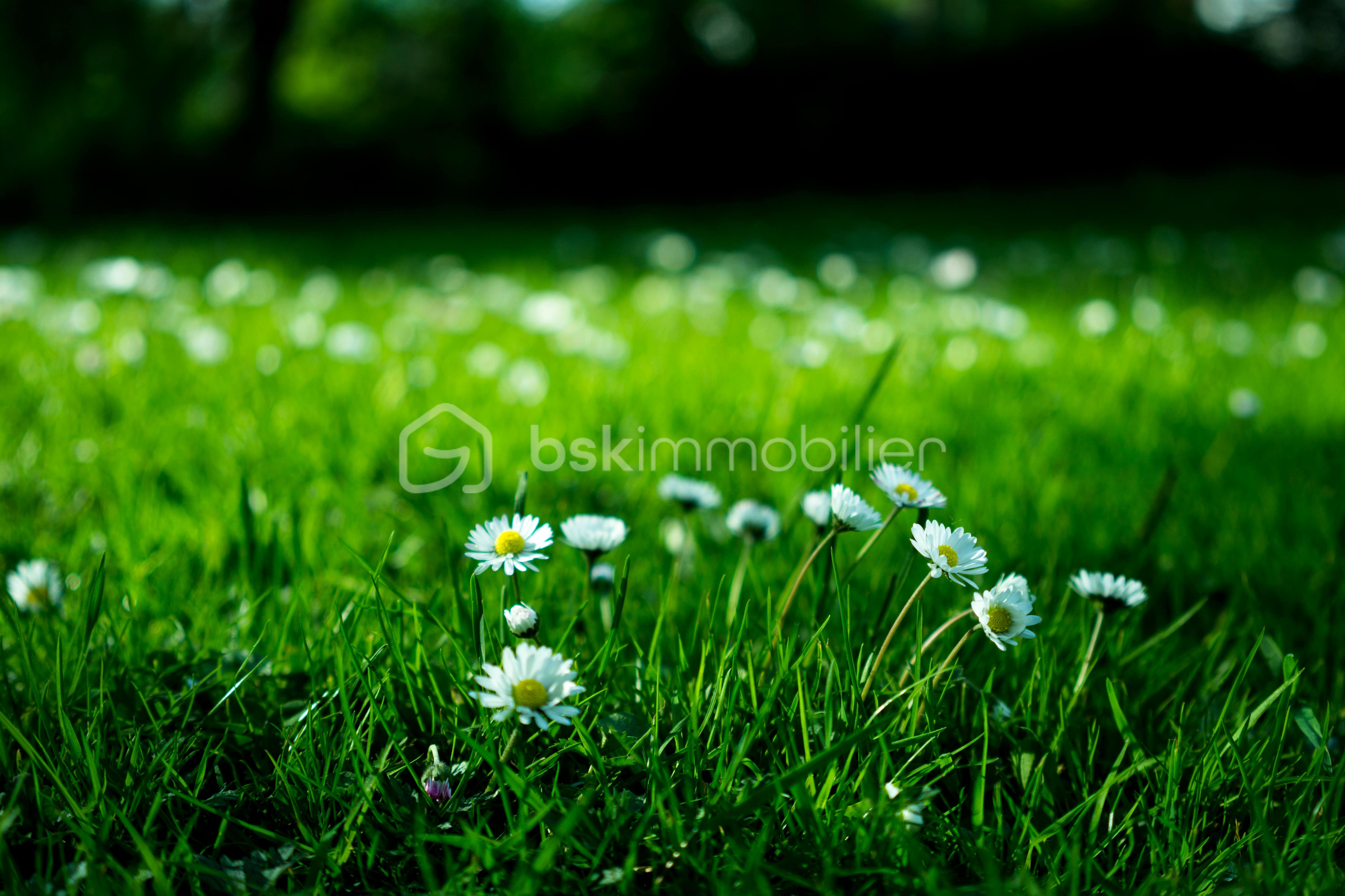 Terrain de 1 109 m² - jpbaTB2A021gmHnX8A5r1UHpiglR4WGMe9mCVrI2.jpg