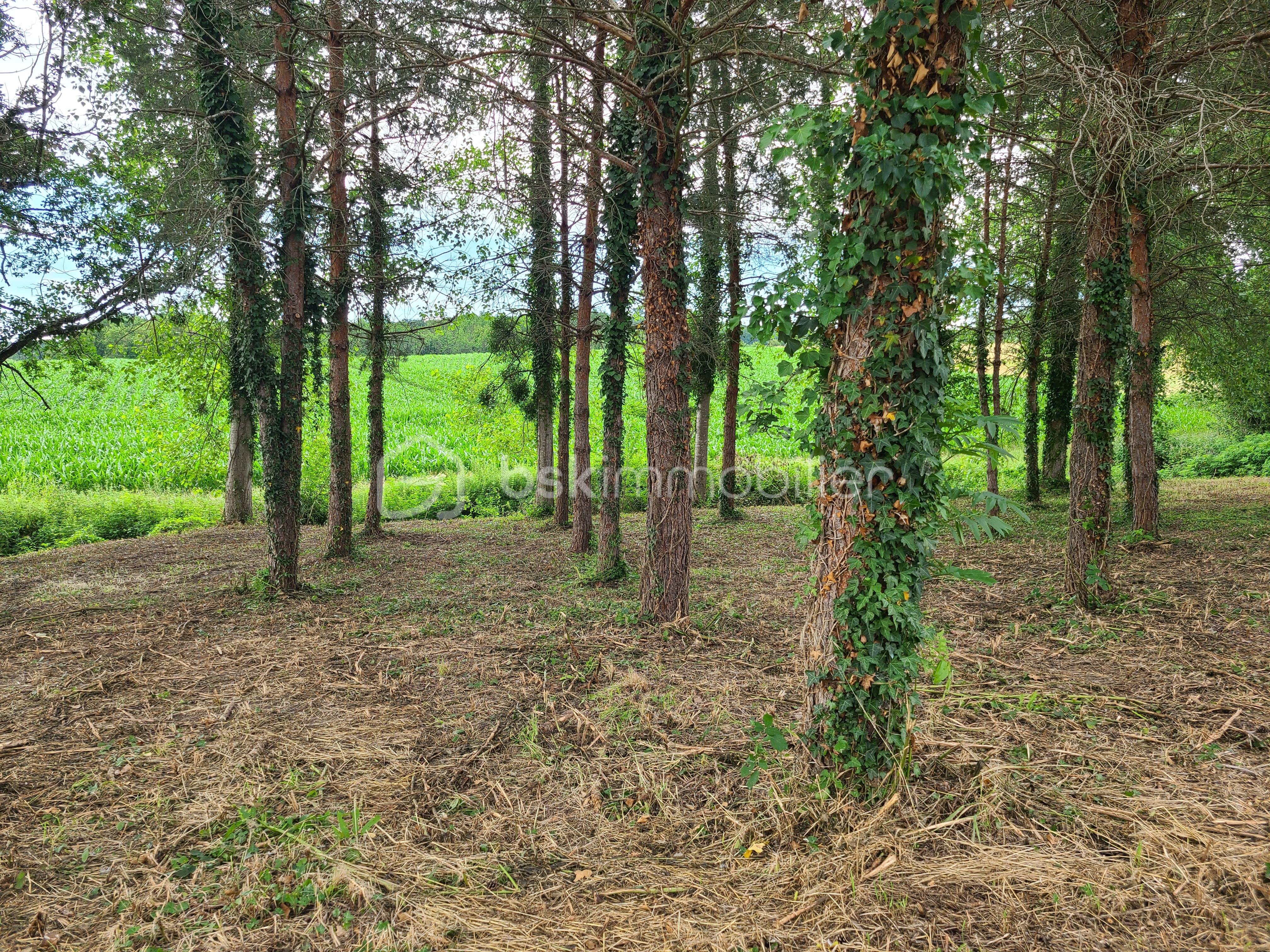 Terrain de 1 000 m² - 5.jpg