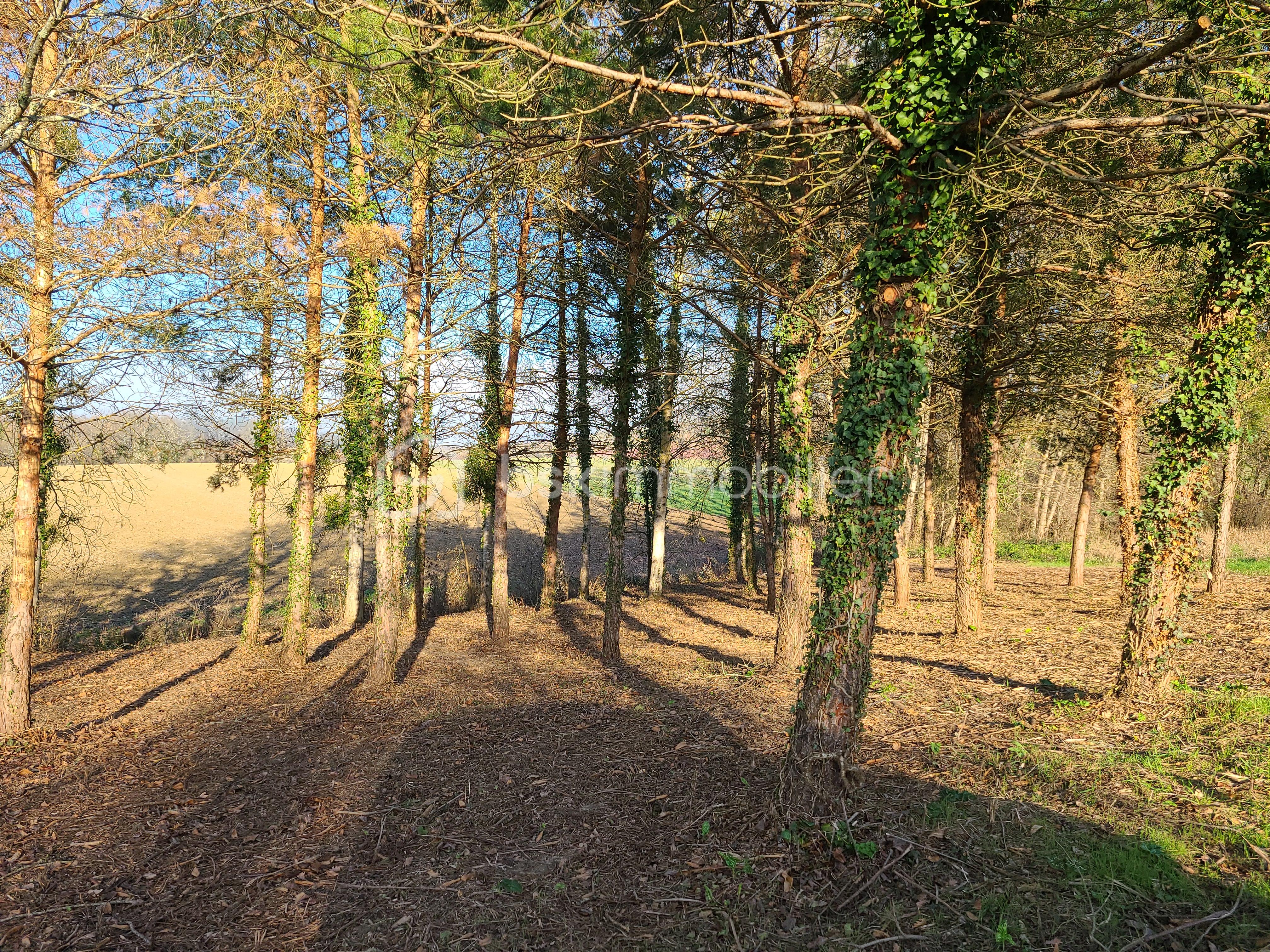Terrain de 1 000 m² - 2.jpg