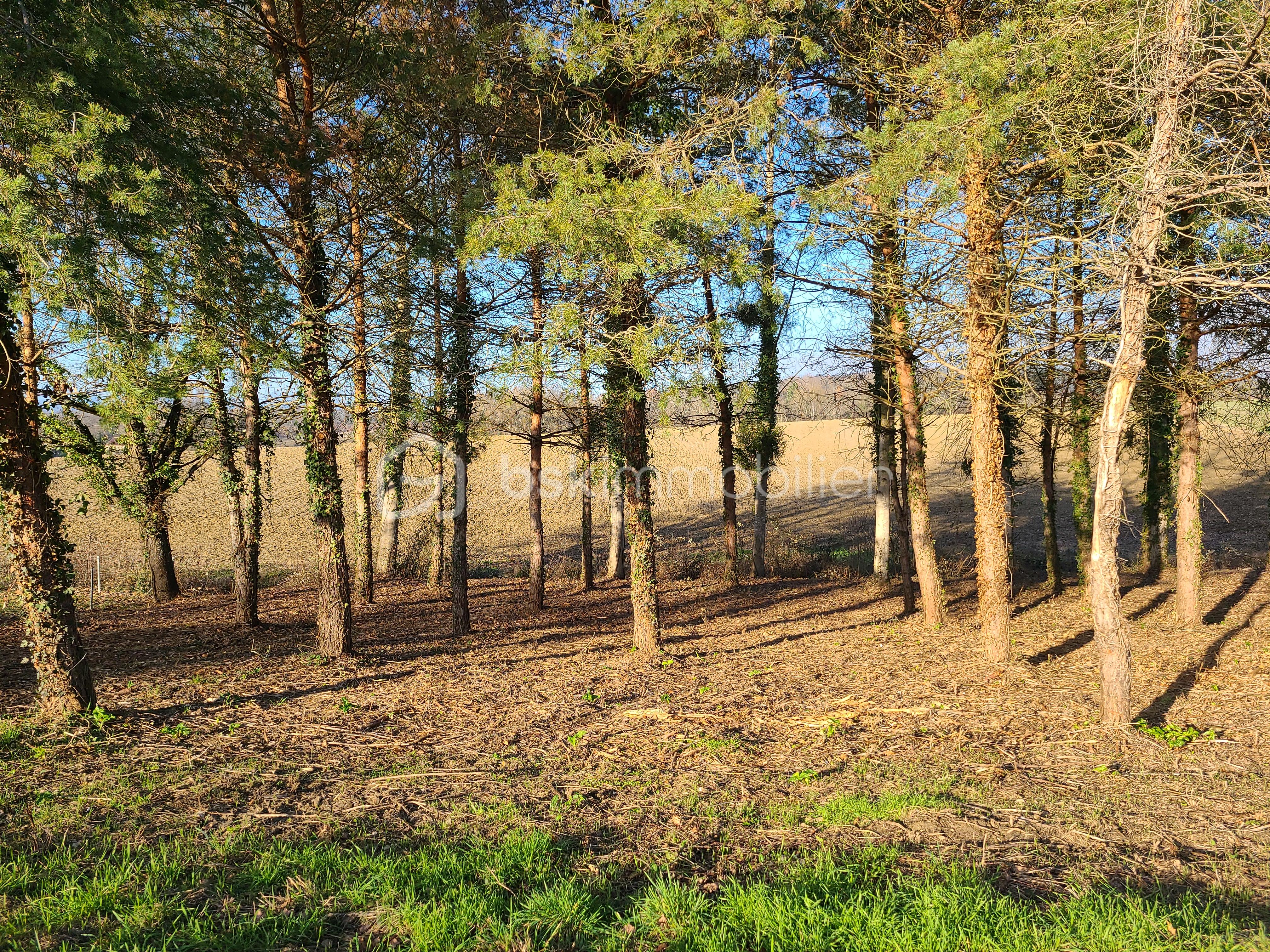Terrain de 1 000 m² - 1.5.jpg