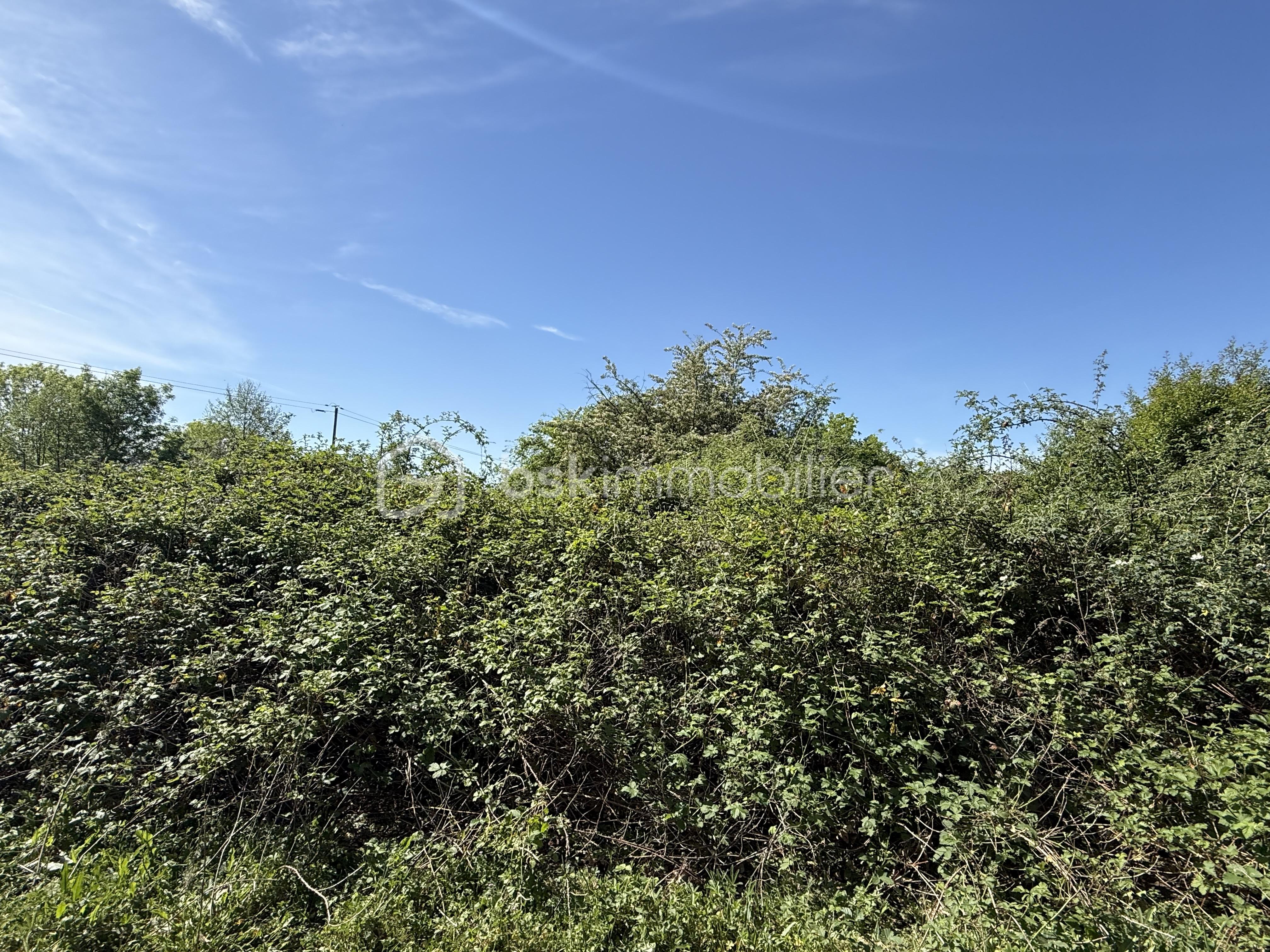 IMG_8255.jpeg