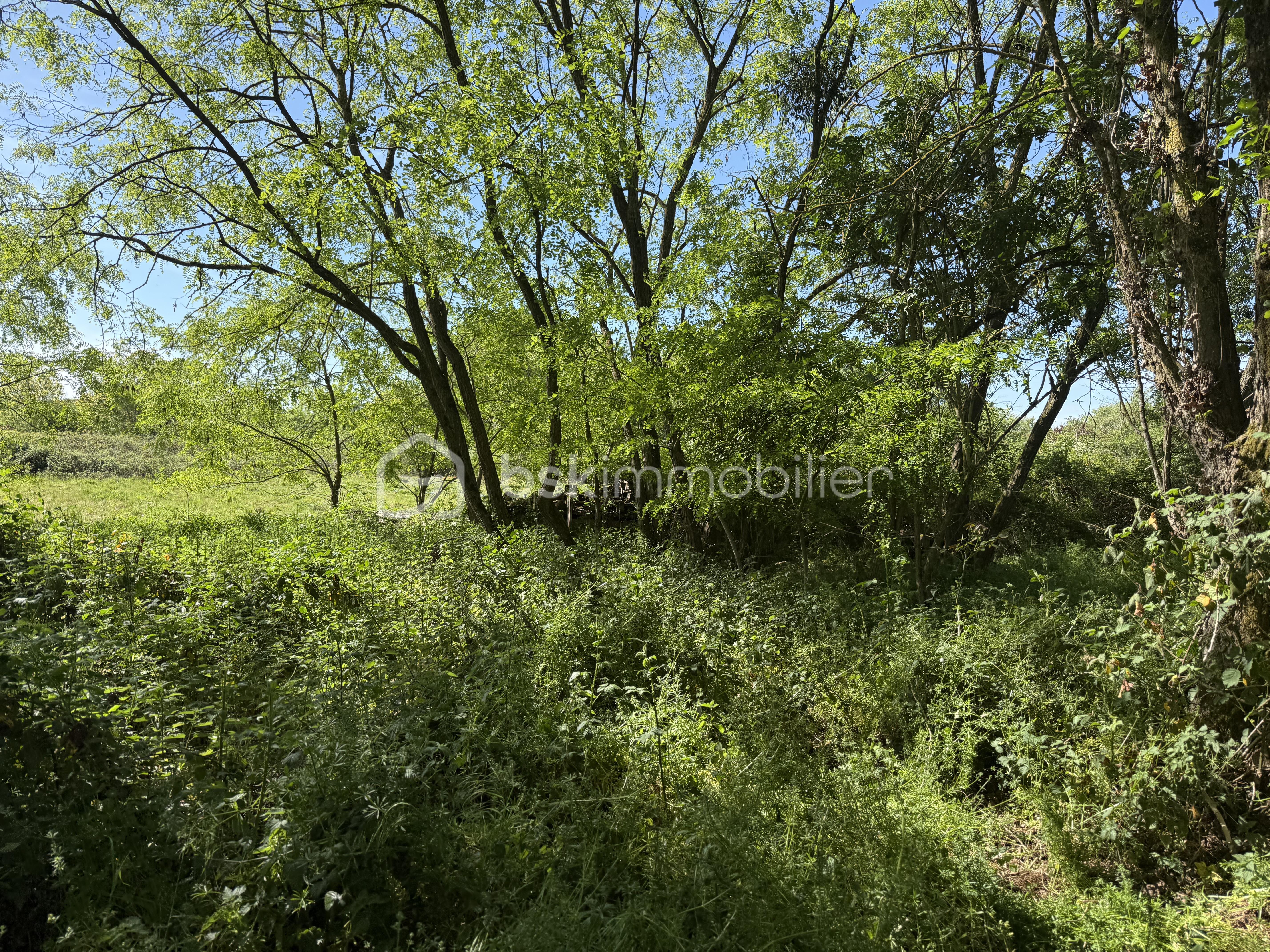 IMG_8262.jpeg