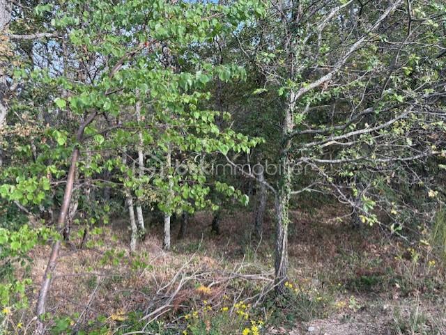 Terrain de 10 850 m² - PHOTO TERRAIN RABOUILLET 8.jpg