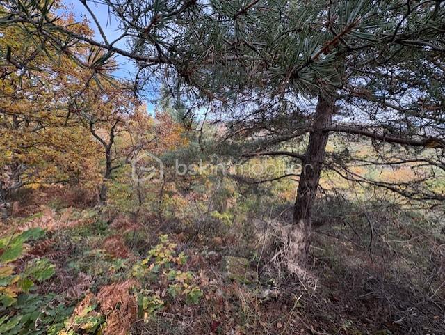 Terrain de 10 850 m² - TERRAIN RABOUILLET 3.jpg