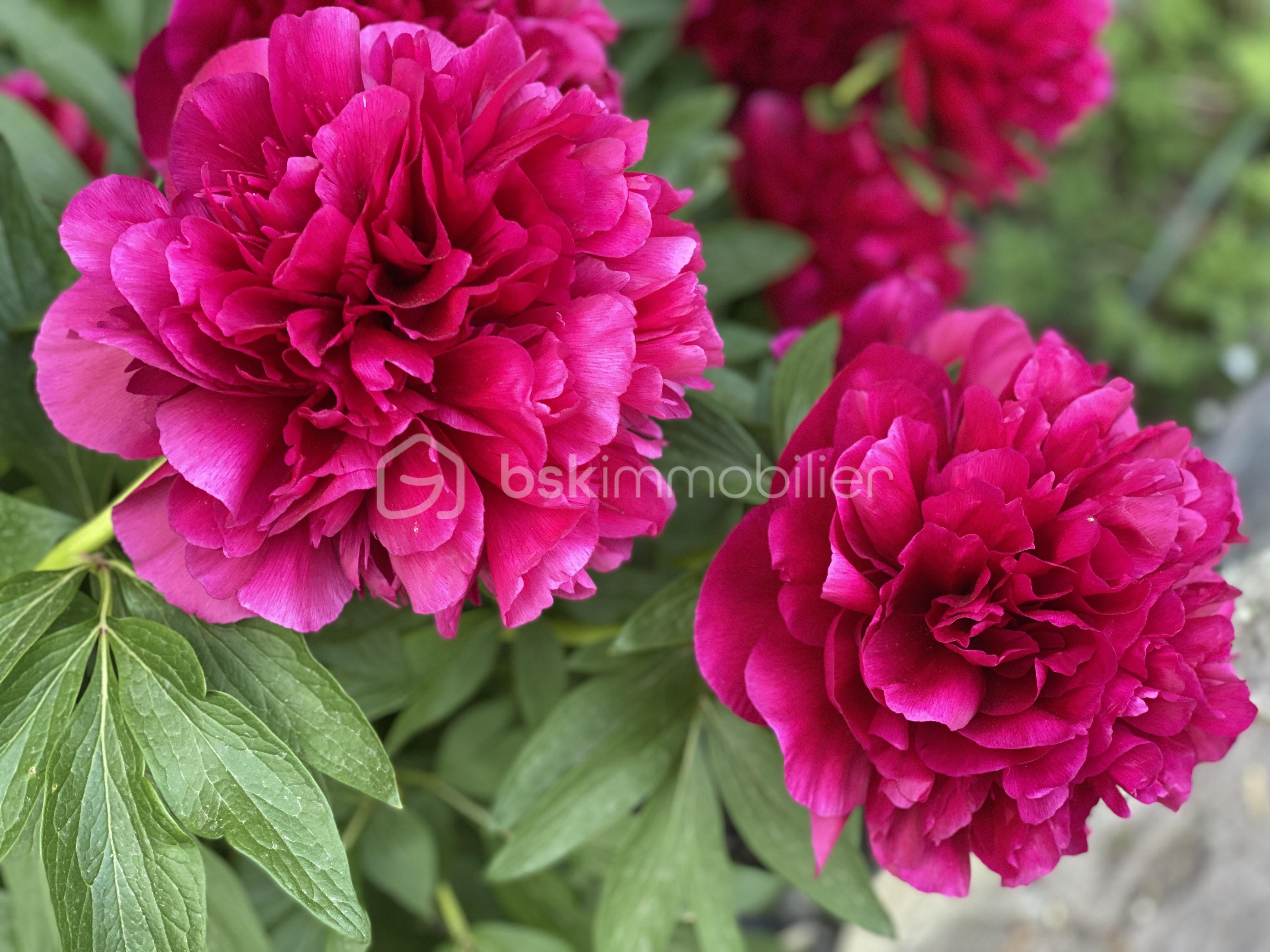 Terrain de 975 m² - IMG_1266.jpeg