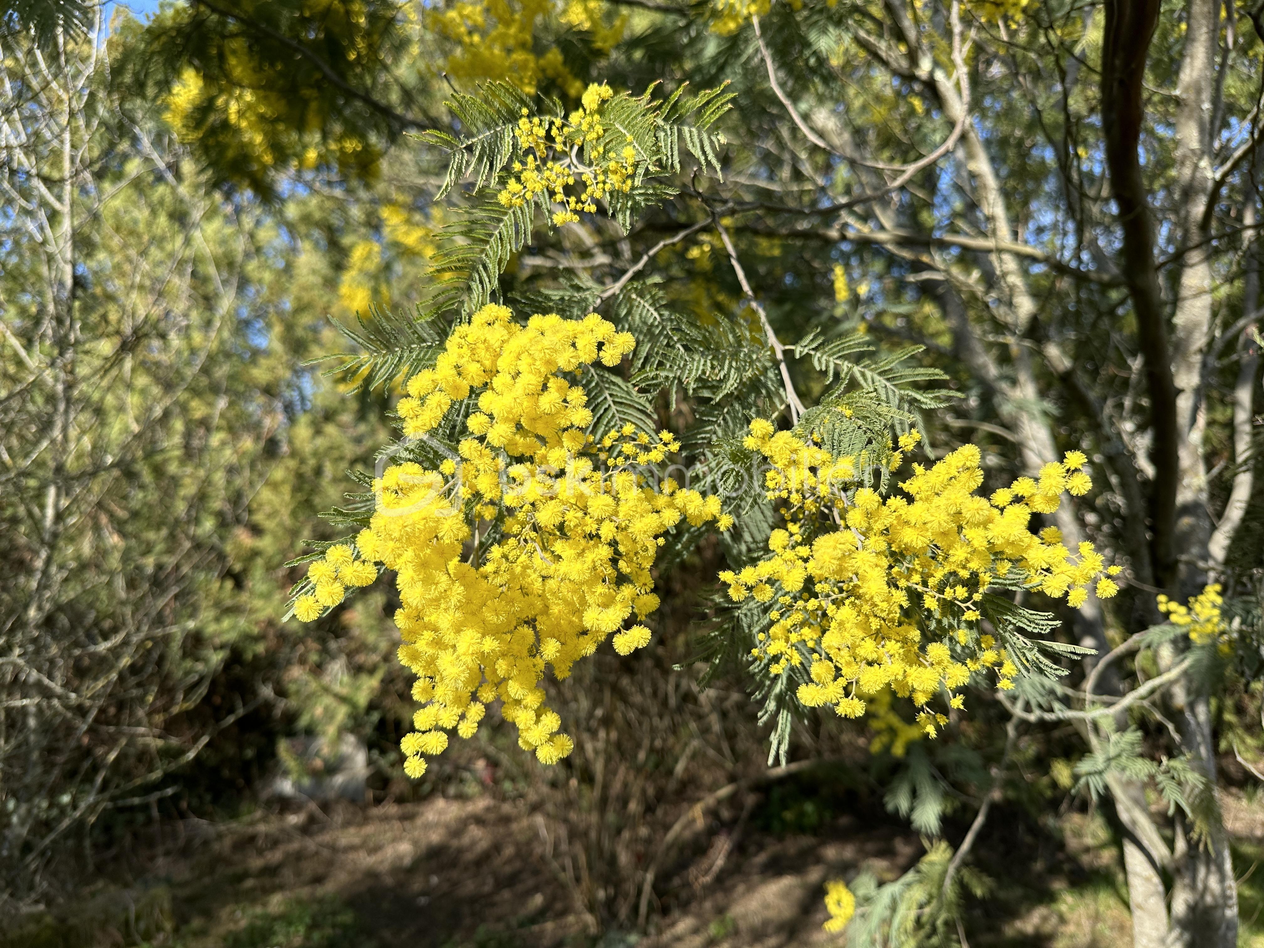 Terrain de 975 m² - IMG_0279.jpeg