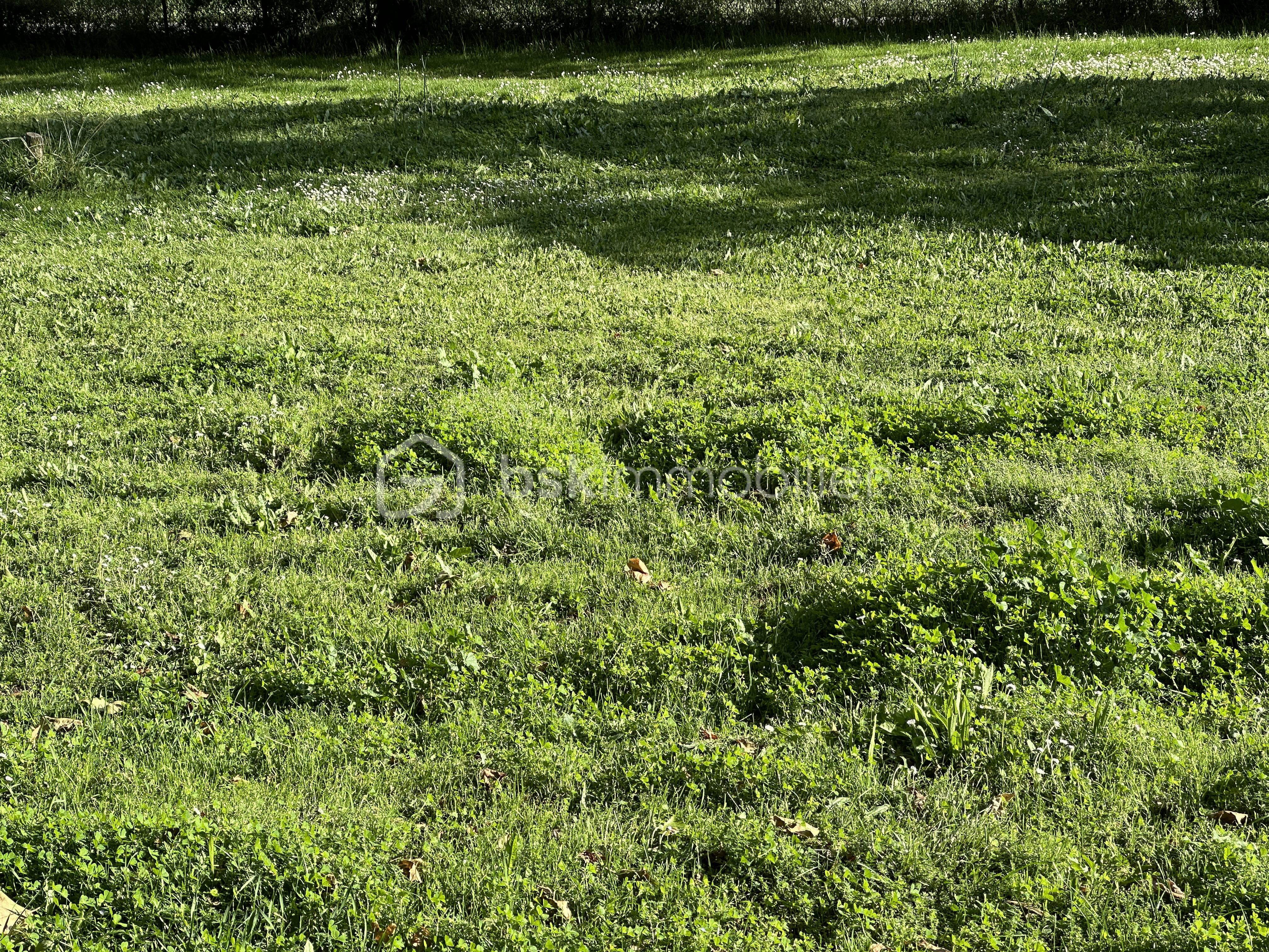 Terrain de 975 m² - IMG_3821.jpeg