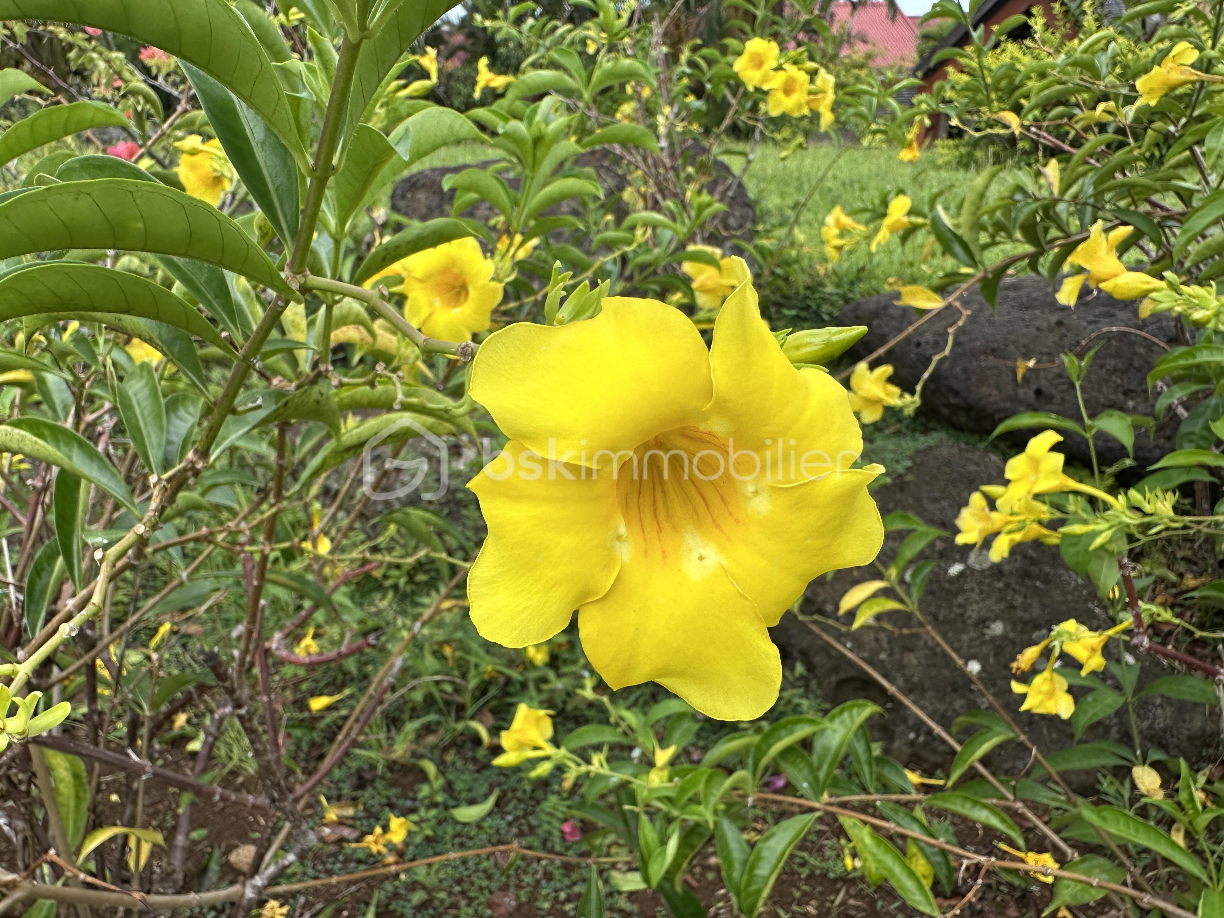 Terrain de 975 m² - IMG_6666.jpeg