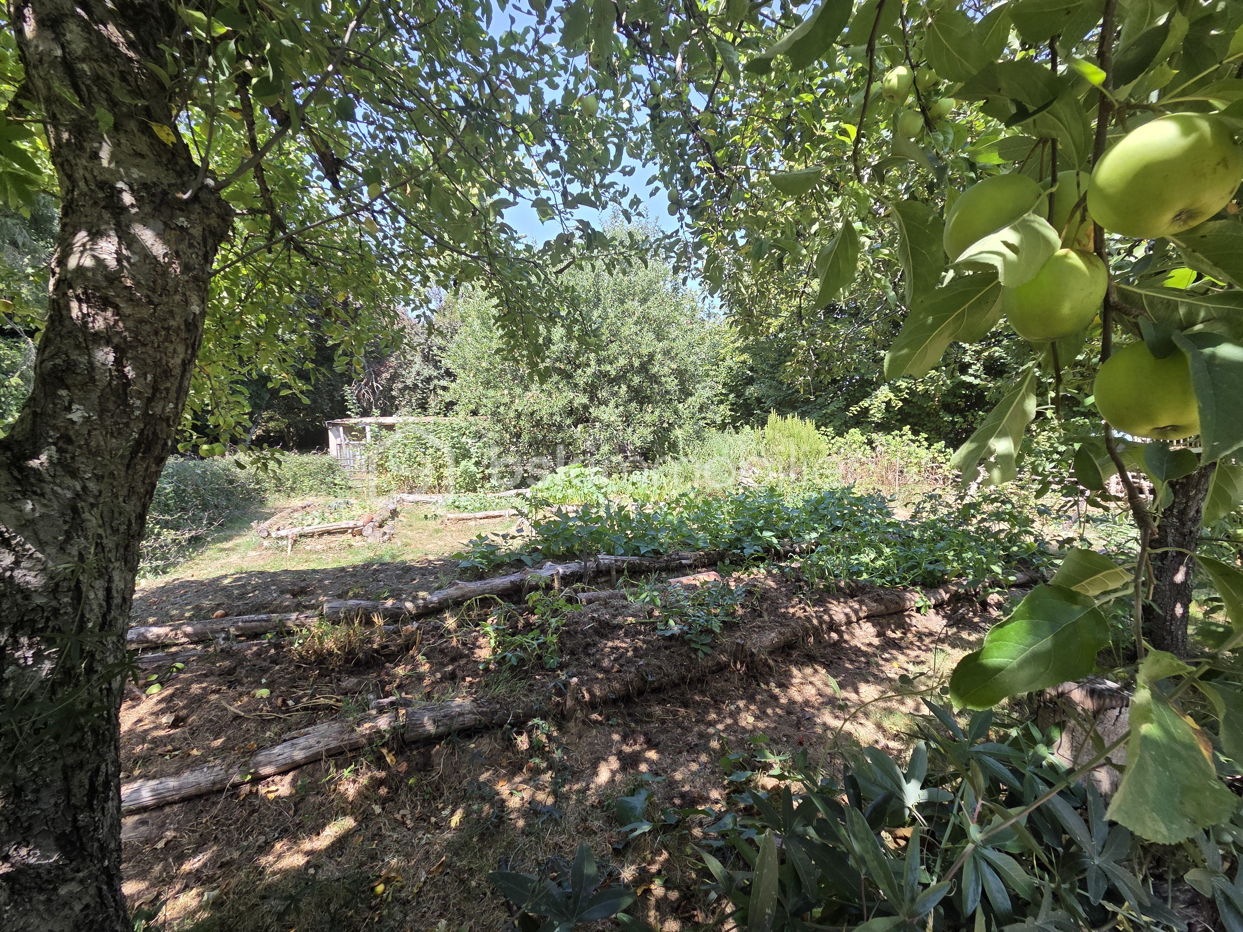 Maison ancienne de 220 m² - potager 1.jpg