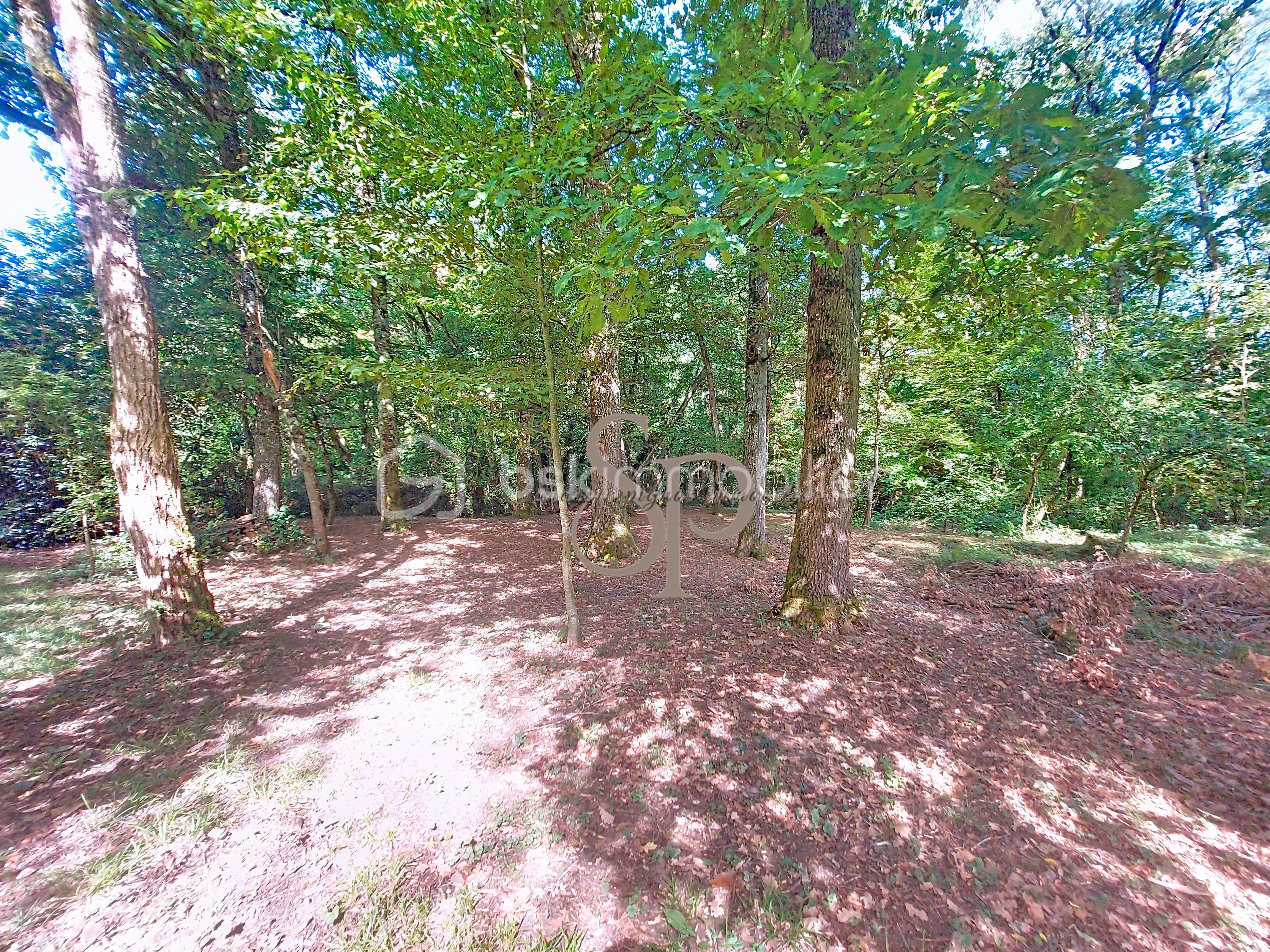 jardin vers bois1.jpg