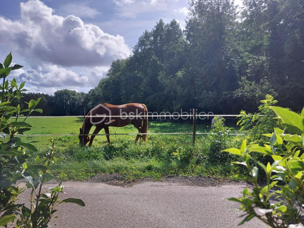 Vue sur le pré chevaux.PNG