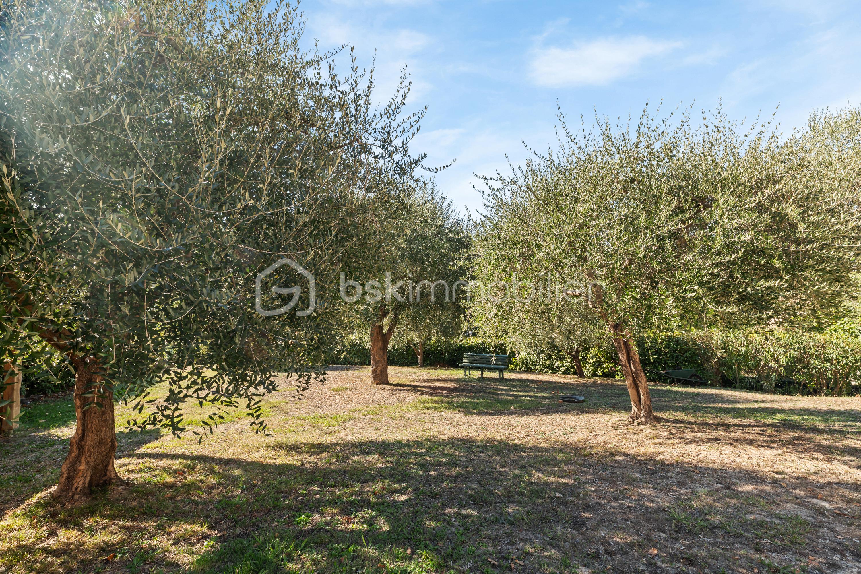 Maison de 167 m² - TERRAIN AVEC OLIVIERS.jpg