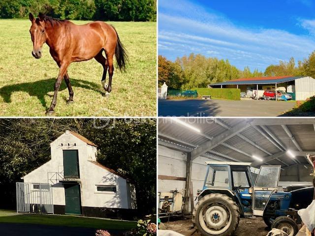 Maison de 158 m² - dubroeucq amalgame cheval.jpg