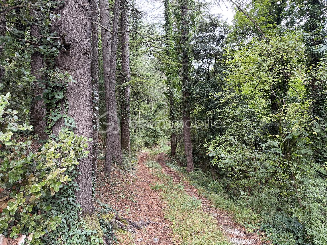 CHEMIN.jpg