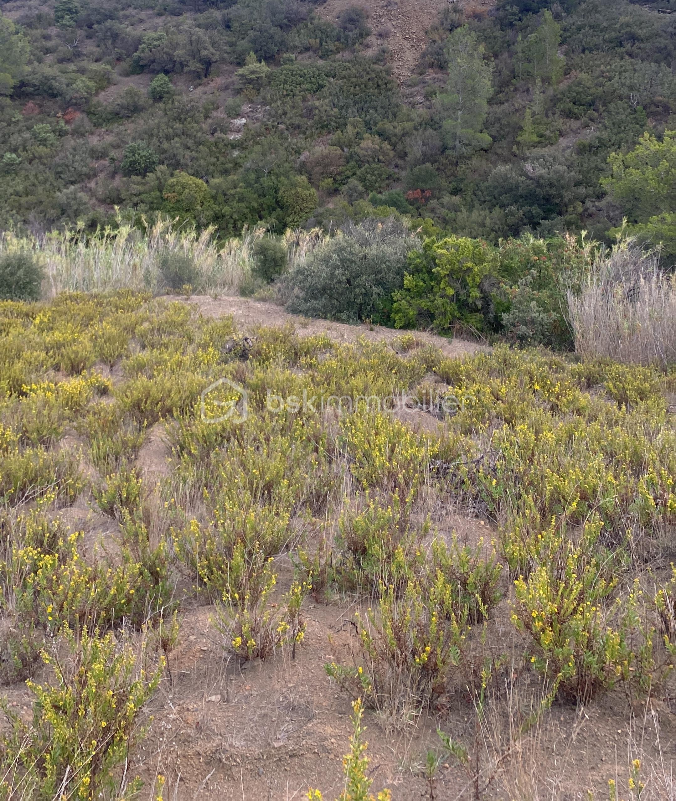 Terrain agricole de 3 425 m² - IMG_20260204_191114.jpg