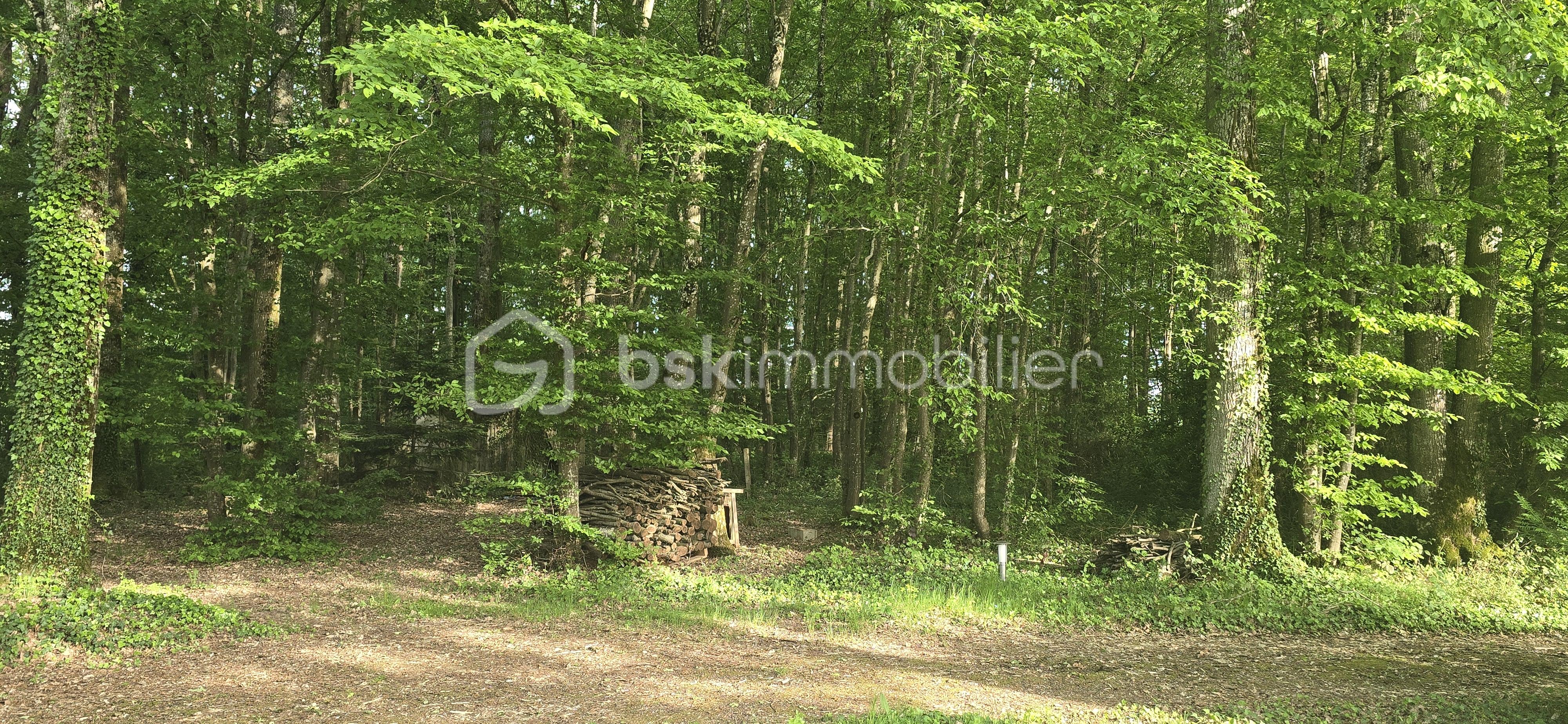 FORET.jpg