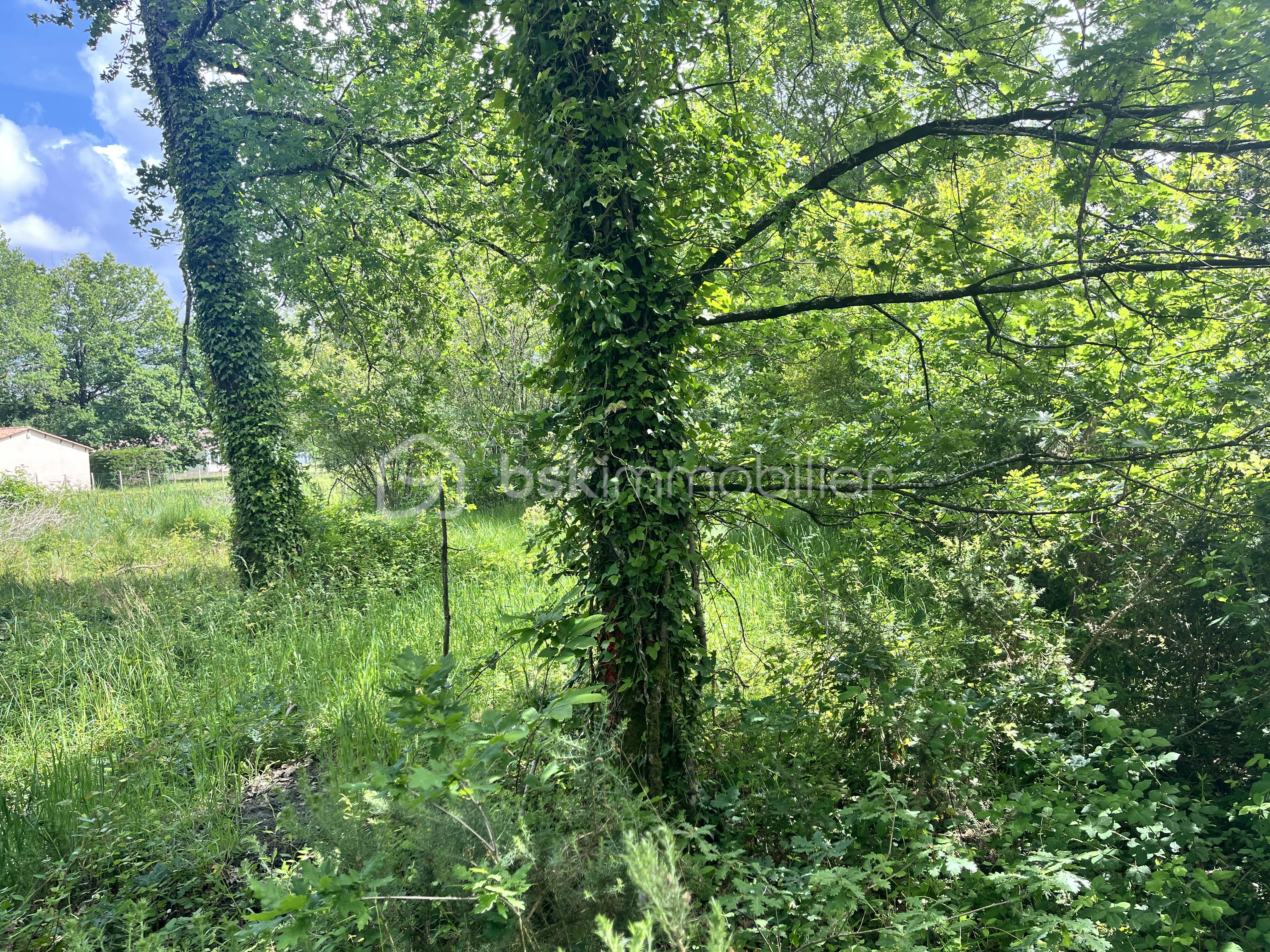 IMG_0293.jpeg