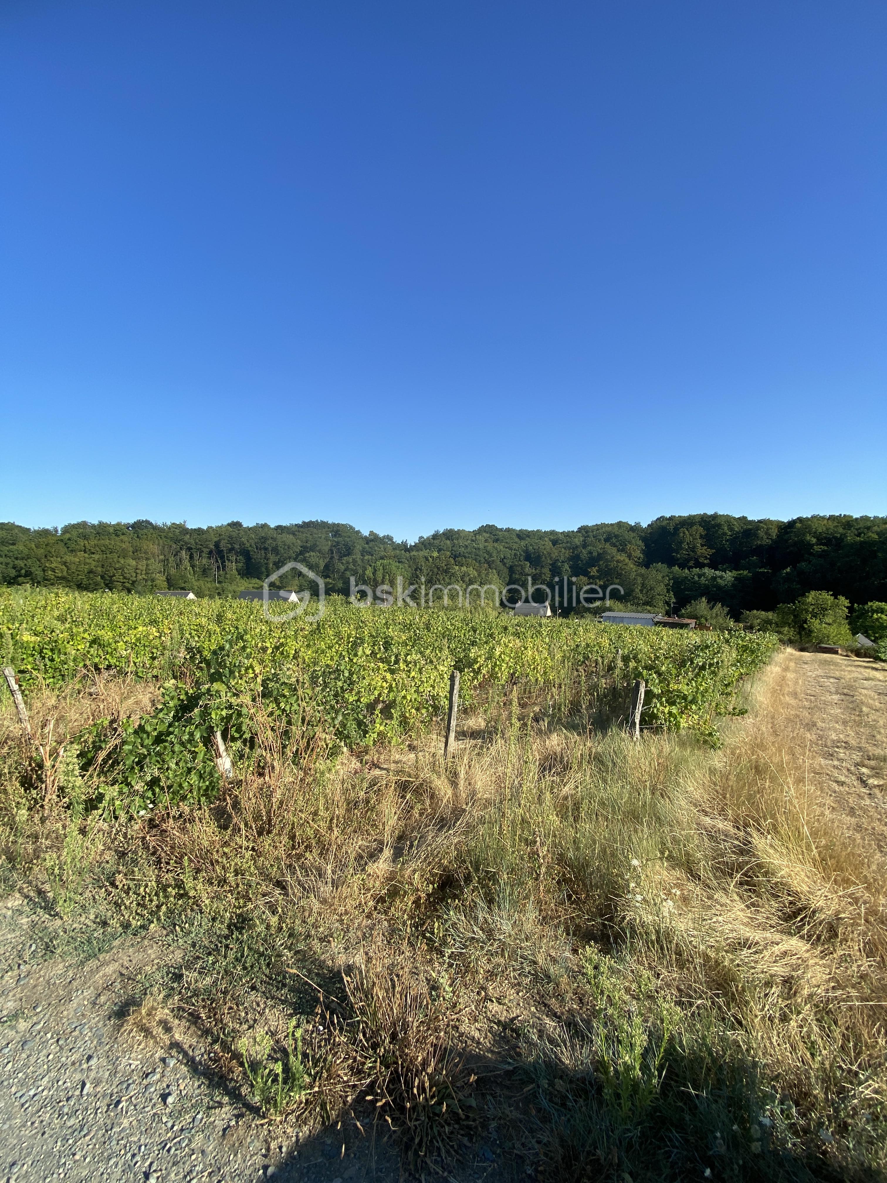 vignes3.JPG