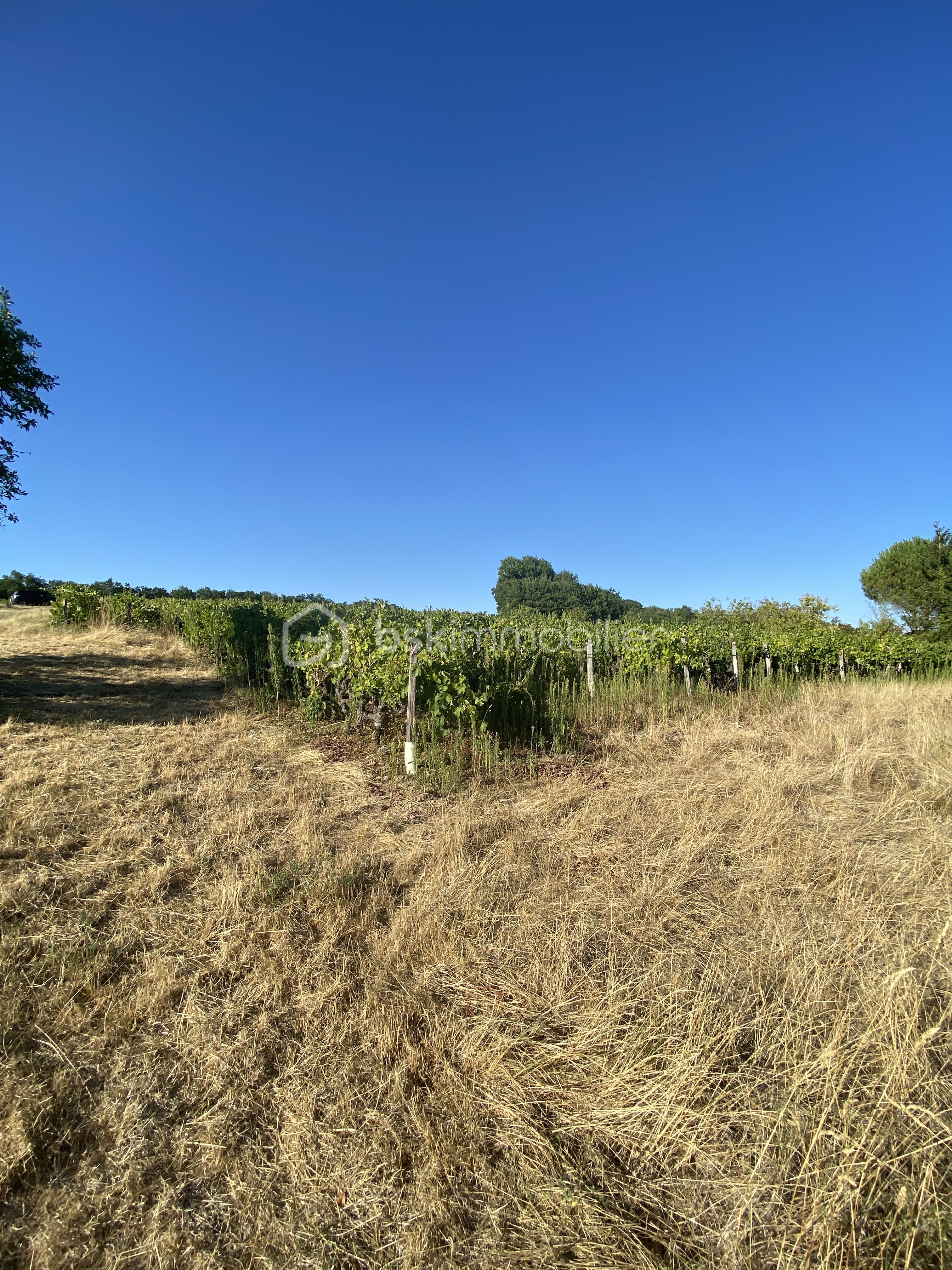 vignes2.JPG