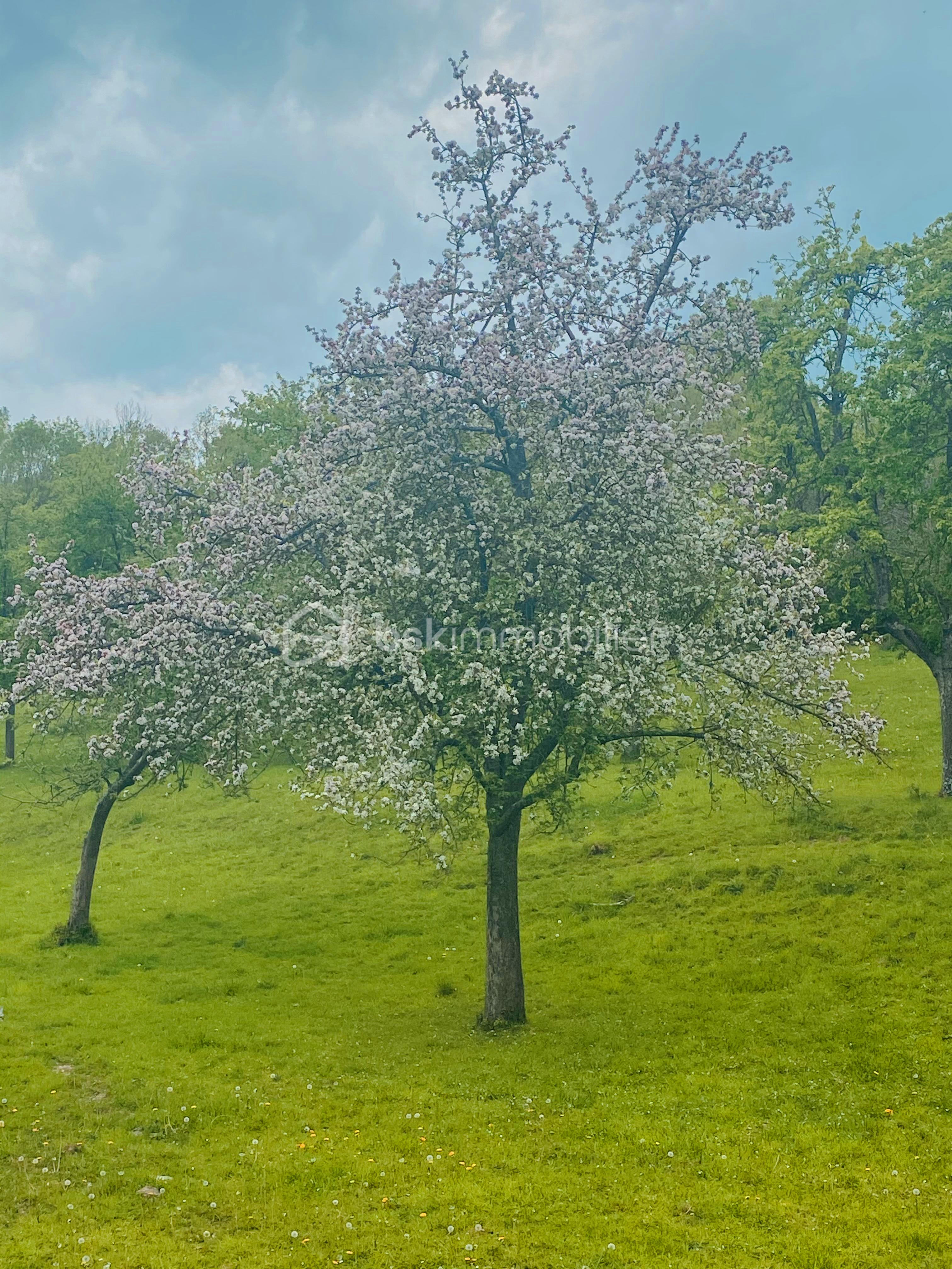 Maison traditionnelle de 70 m² - verger en fleur.jpg